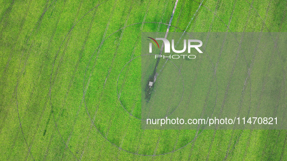 A view is overlooking farmland irrigated with water-saving technology pointer sprinkler irrigation equipment in a modern agricultural Indust...