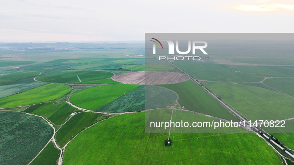 A view is overlooking farmland irrigated with water-saving technology pointer sprinkler irrigation equipment in a modern agricultural Indust...