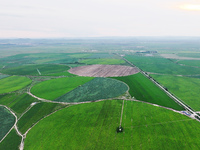 A view is overlooking farmland irrigated with water-saving technology pointer sprinkler irrigation equipment in a modern agricultural Indust...