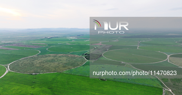 A view is overlooking farmland irrigated with water-saving technology pointer sprinkler irrigation equipment in a modern agricultural Indust...