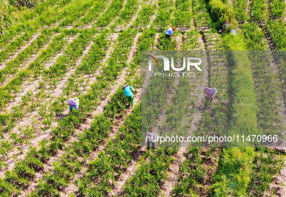 Villagers are working at a ginger planting base in Taoling village in Anqing, China, on August 12, 2024. 