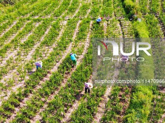 Villagers are working at a ginger planting base in Taoling village in Anqing, China, on August 12, 2024. (