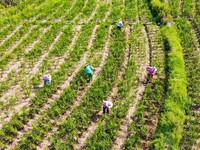 Villagers are working at a ginger planting base in Taoling village in Anqing, China, on August 12, 2024. (