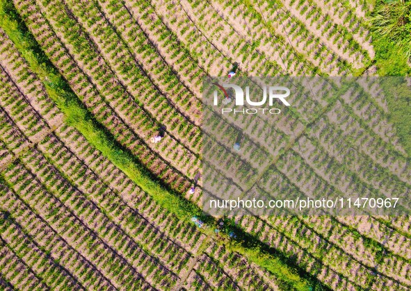 Villagers are working at a ginger planting base in Taoling village in Anqing, China, on August 12, 2024. 