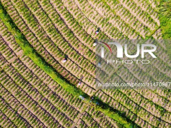 Villagers are working at a ginger planting base in Taoling village in Anqing, China, on August 12, 2024. (