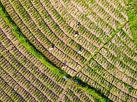 Villagers are working at a ginger planting base in Taoling village in Anqing, China, on August 12, 2024. (