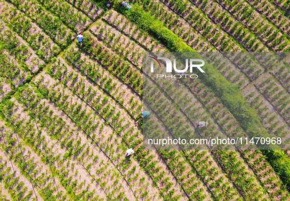 Villagers are working at a ginger planting base in Taoling village in Anqing, China, on August 12, 2024. 