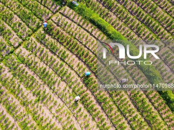 Villagers are working at a ginger planting base in Taoling village in Anqing, China, on August 12, 2024. (