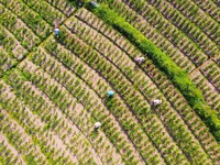 Villagers are working at a ginger planting base in Taoling village in Anqing, China, on August 12, 2024. (