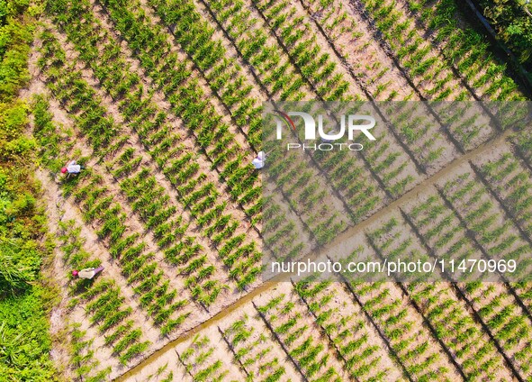 Villagers are working at a ginger planting base in Taoling village in Anqing, China, on August 12, 2024. 