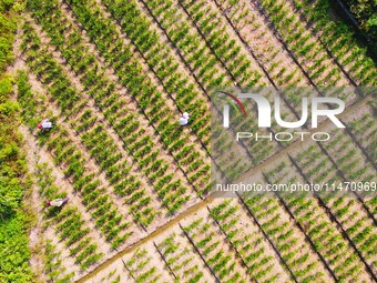 Villagers are working at a ginger planting base in Taoling village in Anqing, China, on August 12, 2024. (