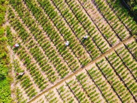 Villagers are working at a ginger planting base in Taoling village in Anqing, China, on August 12, 2024. (