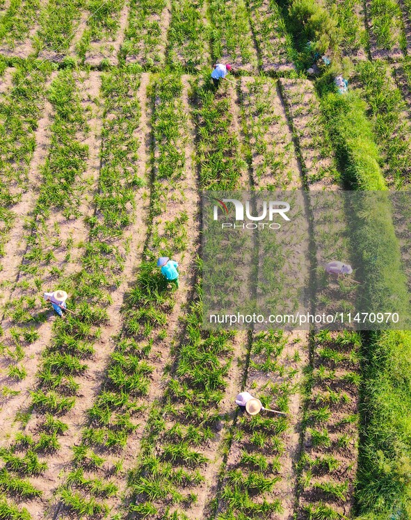 Villagers are working at a ginger planting base in Taoling village in Anqing, China, on August 12, 2024. 