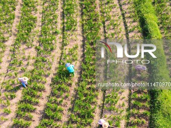 Villagers are working at a ginger planting base in Taoling village in Anqing, China, on August 12, 2024. (