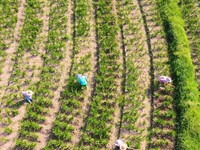 Villagers are working at a ginger planting base in Taoling village in Anqing, China, on August 12, 2024. (