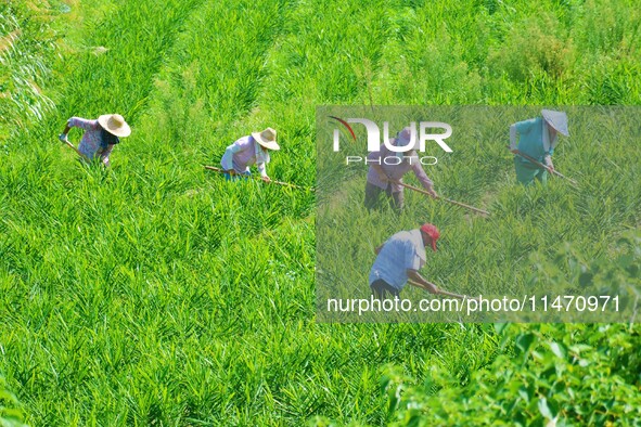 Villagers are working at a ginger planting base in Taoling village in Anqing, China, on August 12, 2024. 