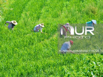 Villagers are working at a ginger planting base in Taoling village in Anqing, China, on August 12, 2024. (