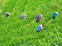 Villagers are working at a ginger planting base in Taoling village in Anqing, China, on August 12, 2024. (