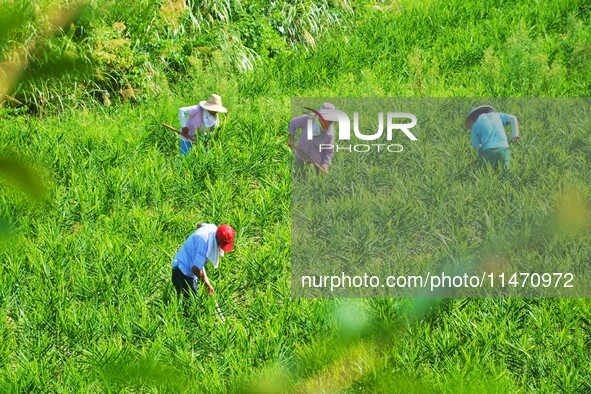 Villagers are working at a ginger planting base in Taoling village in Anqing, China, on August 12, 2024. 