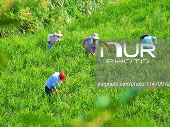 Villagers are working at a ginger planting base in Taoling village in Anqing, China, on August 12, 2024. (