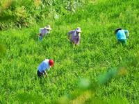 Villagers are working at a ginger planting base in Taoling village in Anqing, China, on August 12, 2024. (