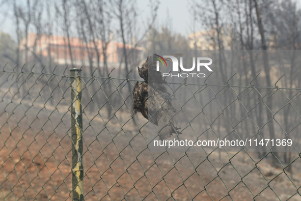 A pigeon is burning in the fence as it is trying to escape the fire during a wildfire in Varnavas, north of Athens, on August 12, 2024. Gree...