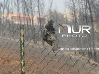 A pigeon is burning in the fence as it is trying to escape the fire during a wildfire in Varnavas, north of Athens, on August 12, 2024. Gree...