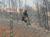 A pigeon is burning in the fence as it is trying to escape the fire during a wildfire in Varnavas, north of Athens, on August 12, 2024. Gree...