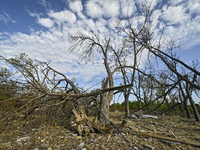 Trees are breaking by the shock wave near the Myrnohrad Infectious Diseases Hospital, which is destroyed by a Russian FAB-500 bomb on July 2...