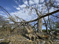 Trees are breaking by the shock wave near the Myrnohrad Infectious Diseases Hospital, which is destroyed by a Russian FAB-500 bomb on July 2...