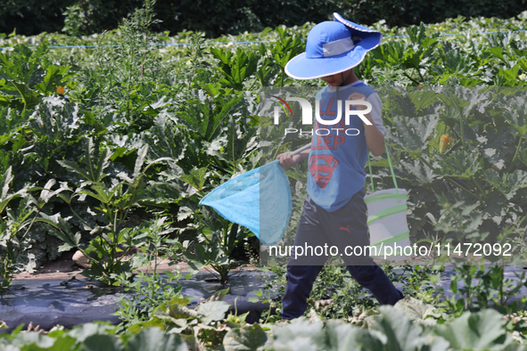 A boy is catching insects at a farm in Markham, Ontario, Canada, on August 10, 2024. 