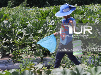 A boy is catching insects at a farm in Markham, Ontario, Canada, on August 10, 2024. (