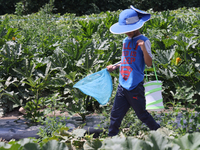 A boy is catching insects at a farm in Markham, Ontario, Canada, on August 10, 2024. (