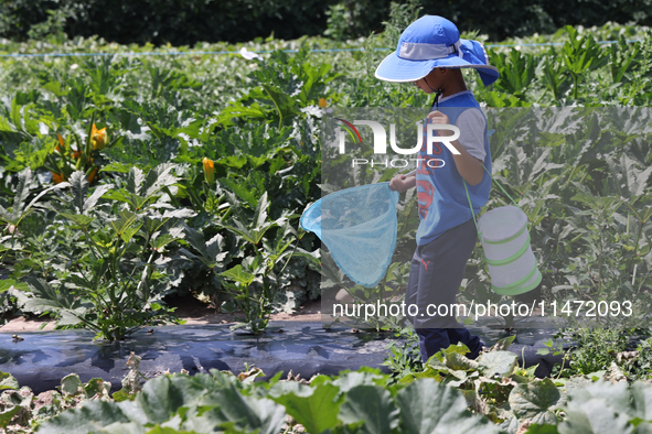 A boy is catching insects at a farm in Markham, Ontario, Canada, on August 10, 2024. 