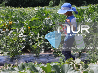 A boy is catching insects at a farm in Markham, Ontario, Canada, on August 10, 2024. (