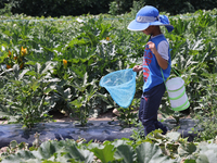 A boy is catching insects at a farm in Markham, Ontario, Canada, on August 10, 2024. (