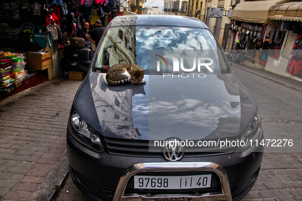 A cat is sleeping on the hood of a car in Tangier, Morocco. 