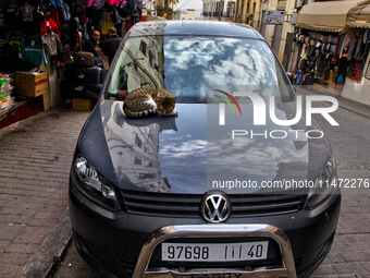 A cat is sleeping on the hood of a car in Tangier, Morocco. (