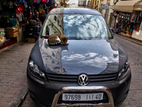 A cat is sleeping on the hood of a car in Tangier, Morocco. (