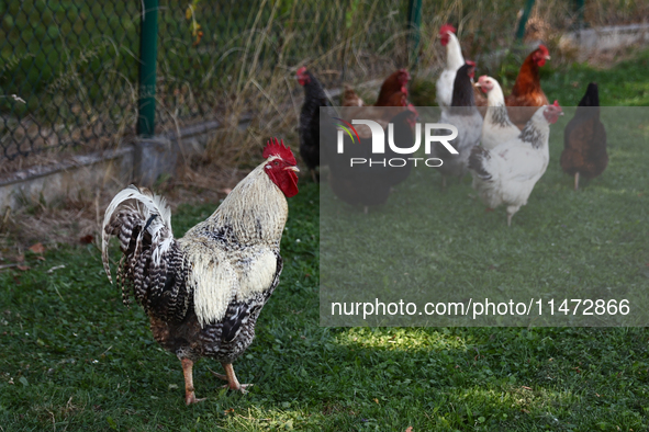 A rooster and domestic hens are seen in southern Poland on August 12, 2024. 