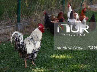 A rooster and domestic hens are seen in southern Poland on August 12, 2024. (