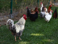 A rooster and domestic hens are seen in southern Poland on August 12, 2024. (