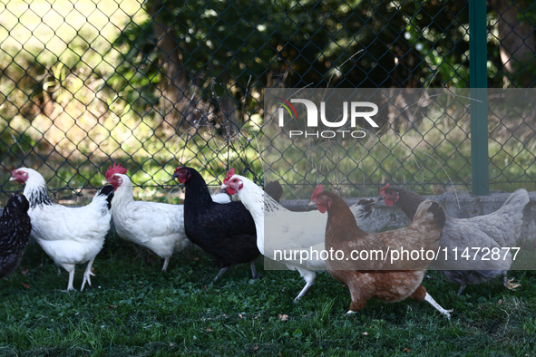 Domestic hens are seen in southern Poland on August 12, 2024. 