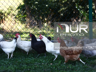 Domestic hens are seen in southern Poland on August 12, 2024. (