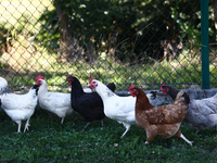 Domestic hens are seen in southern Poland on August 12, 2024. (