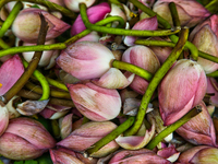 Lotus flowers are being sold at the Chalai market in Thiruvananthapuram, Kerala, India, on April 13, 2024. The Chalai Market (Chalai bazaar)...