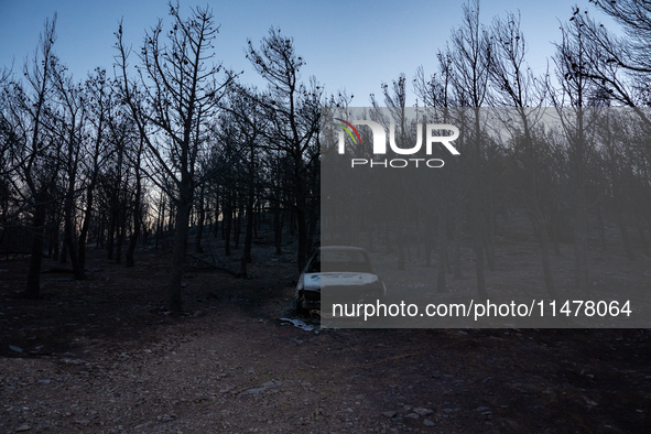 Destroyed cars are lying in the forest in the Penteli area, due to the fire that is breaking out in Athens, Greece, on August 11, 2024. The...