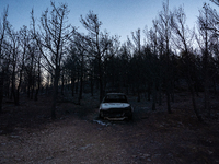 Destroyed cars are lying in the forest in the Penteli area, due to the fire that is breaking out in Athens, Greece, on August 11, 2024. The...