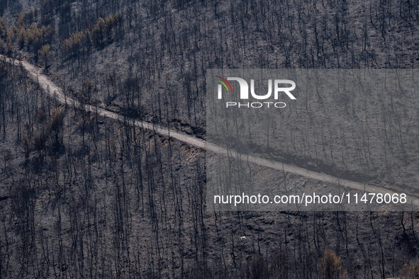 A road is winding through the burnt Penteli mountain, a day after the devastating fire that broke out in Athens, Greece, on August 11, 2024,...