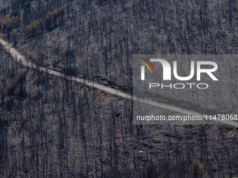 A road is winding through the burnt Penteli mountain, a day after the devastating fire that broke out in Athens, Greece, on August 11, 2024,...